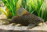 Сом Синодонтис высокоплавничный (эуптерус) (Synodontis eupterus) M (4-5,5 см)