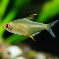 hyphessobrycon-pulchripinnis-tetra-citron