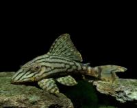 Сом Панак "Royal Broken Line Pleco" L191 (Panaque sp.) 