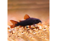 Запасная УФ-лампа UV-C Ersatzlampe 36W Clear Control 75, Giant Biofill XL  (126630)