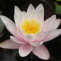 Nymphaea-Marliacea-Rosea