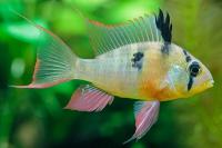 Апистограмма бабочка боливийская "альтиспиноза" (Mikrogeophagus altispinosus) M	(2,5-3 см)