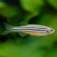 Данио рерио (Danio rerio) M (3-4 см)