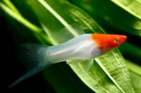 Меченосец "Кои" (Xiphophorus helleri) M