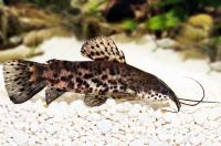 Сомик торакатум (Hoplosternum thoracatum) M (5-7 см)