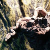 HoggislandBoaconstrictorS HoggislandBoaconstrictorS