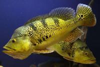 Цихла нигромакулата (Cichla nigromaculata)