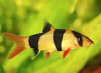 Боция клоун "Тигр" (Chromobotia macracanthus sf. Tiger) S (3-3,5 см)