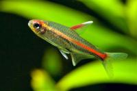 Тетра светлячок "грацилис" (Hemigrammus erythrozonus)