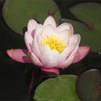 Nymphaea-Colossea Nymphaea-Colossea