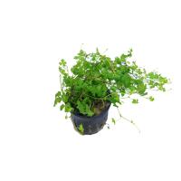 Hydrocotyle-tripartita