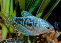 Гурами мраморный (Trichopodus trichopterus sumatranus) ML