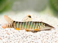 Боция ленточная (Botia helodes), М