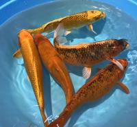 Карп кои в ассортименте (Cyprinus carpio) ML (18-20 см)