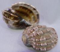 SE000005700 SE000005700