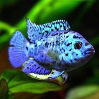 Цихлазома "Блю демпси" (Rocio octofasciata var "Blue Dempsy") SM (4-5,5 см)