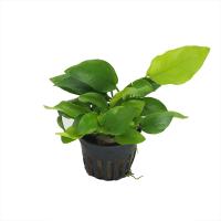 Anubias-nana-'Golden'