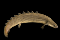 Полиптерус сенегальский (Polypterus senegalus senegalus) S (8-12 см)