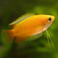 Гурами медовый золотой (Trichogaster chuna) ML (2,5-3 см)