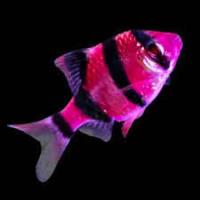 Барбус суматранский пурпурный "гло фиш"(Systomus tetrazona) 