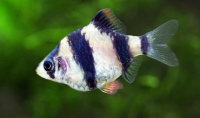 Барбус суматранский панда "гло фиш" (Systomus tetrazona) M