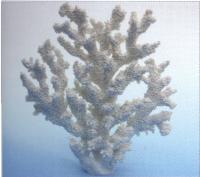 SE000008184 SE000008184