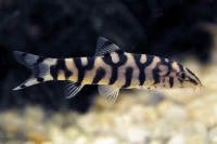 Боция мраморная (Botia lohachata) S (3-3,5 см)