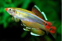 Кардинал (Tanichthys albonubes) M (2-2,7 см)