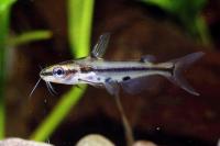 Сомик багрус стеклянный узорчатый (Hyalobagrus ornatus) M