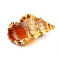 SE000005698 SE000005698