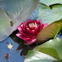 Nymphaea-Perry's-Almost-Black