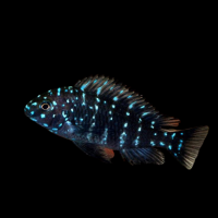 Трофеус звёздчатый (Tropheus duboisi) S