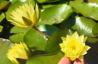Водяная лилия (Нимфея)-Nymphaea Thongsup, желтый цветок