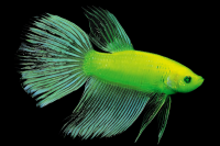 Петушок плакат Немо "гло фиш", самец (Betta splendens)