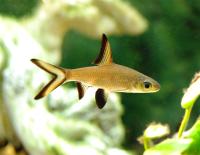 Барбус акулий (Barbus melanopterus) SM (4,5-6 см)