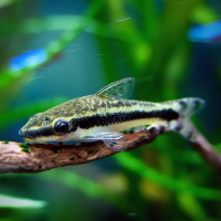 Сомик Отоцинклюс золотистый (Macrotocinclus affinis) M 