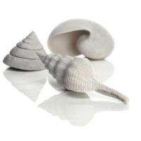 12179_biorb_seashell_set_3_white
