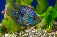 Цихлазома Бриллиантовая баллон (Herichthys carpintis) SМ (4,5-5 см)