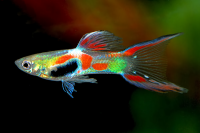 Гуппи Эндлера (Poecilia wingei) самцы (2-2,5 см)