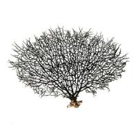 ЦО000029656 ЦО000029656