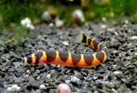 Вьюн Акантофтальмус (колючеглаз) Кюля (Pangio kuhlii) M (3,5-4,5 см)