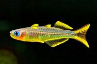 Радужница Синеглазка вильчатохвостая "попондетта" (Pseudomugil furcatus) S