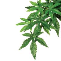 PT3032-3042-3052_Abuliton