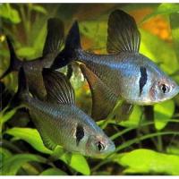 Фантом черный (Hyphessobrycon megalopterus)