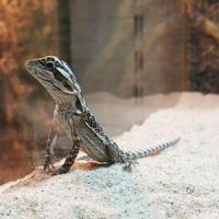 PogonavitticepsS PogonavitticepsS