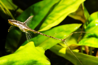 Сом Стурисома панамская (Sturisoma panamense) S