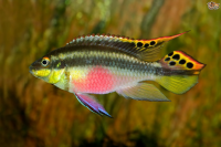 Пельвикахромис попугайчик (Pelvicachromis pulcher) M