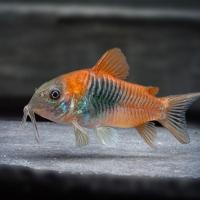 Сомик Коридорас венесуэла "Оранж" (Corydoras venezuelanus) 