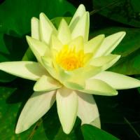 Marliacea-Chromatella