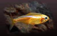 Неон золотой (Paracheirodon innesi var Gold) M